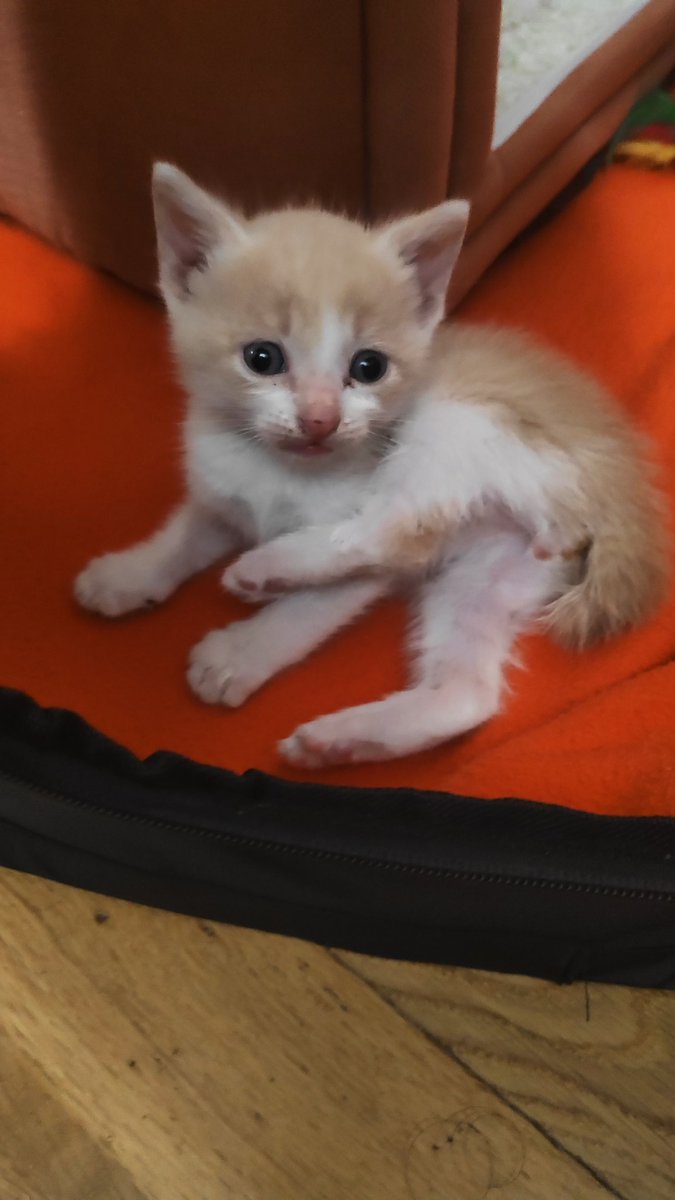 Reah_Ofi's tweet image. Podemos admirar lo peque que es Byakko? 🥺🥺🥺