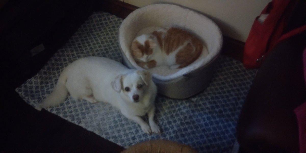 techierob's tweet image. I call this one &quot;The new dog bed: a story in three parts&quot;: