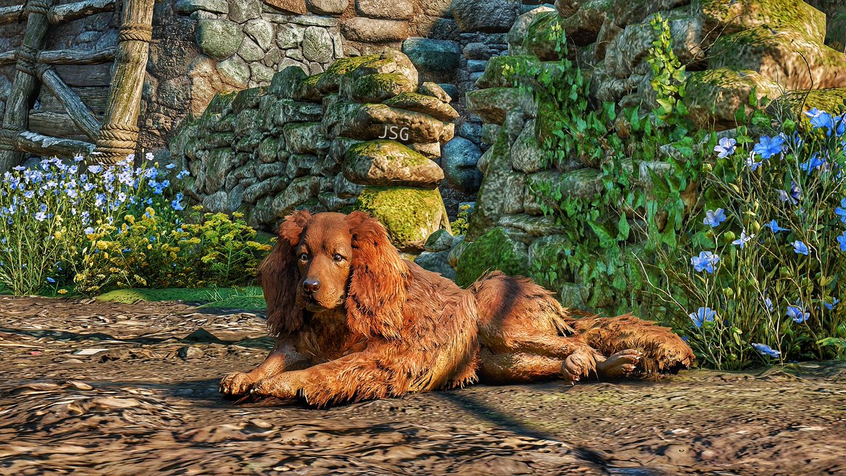 julies_galaxy's tweet photo. Such a cutie 🥰🐶🥰 #AssassinsCreedValhalla #gamingdog #WrathOfTheDruids #virtualdog #virtualphotography #acphotomode https://t.co/jnBRNDahjM
