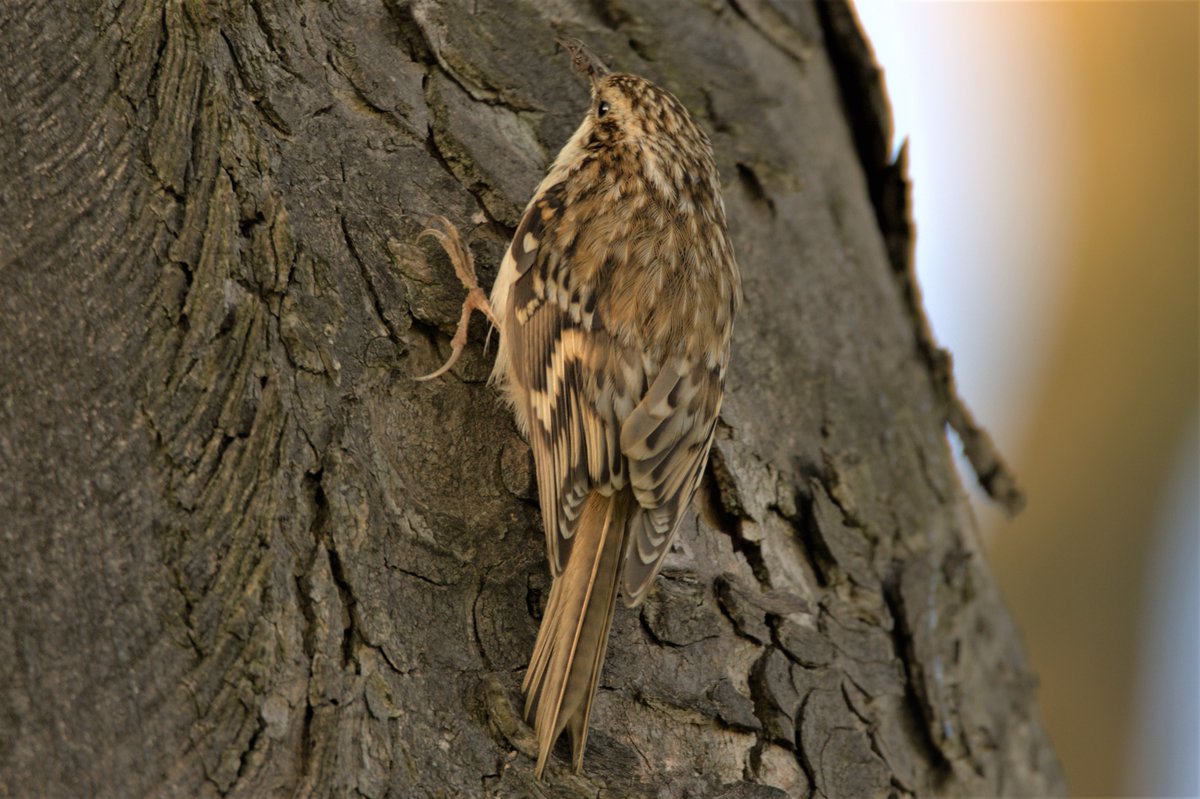 FifeForays tweet media