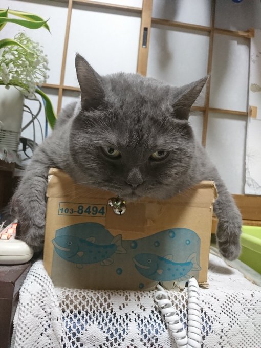 ふて猫のtwitterイラスト検索結果 ふて猫のtwitterイラスト検索結果