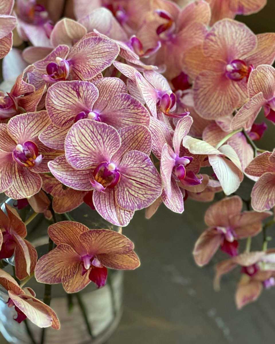 Hello Gorgeous.  Starting off a new week in exactly the right way: with golden treasure orchids.  #mondayflowerhaul #dutchdirect #orchidsofinstagram #inbloom #flowergram #flowerpower #florist #enmasse #orchids #mondaymotivation