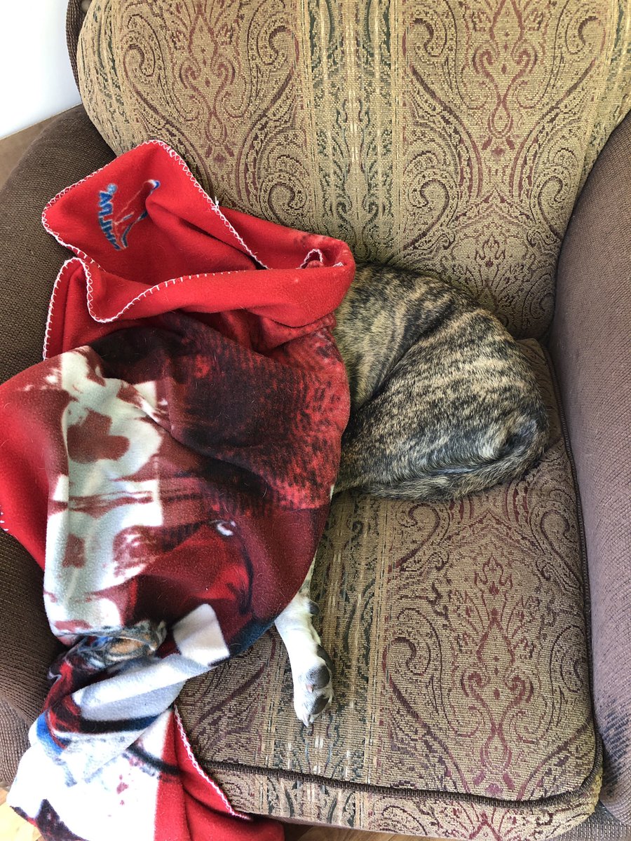 mlaferriere's tweet photo. @UneNobody Pendant ce temps-là, mon chien... https://t.co/pixpwlnMZs