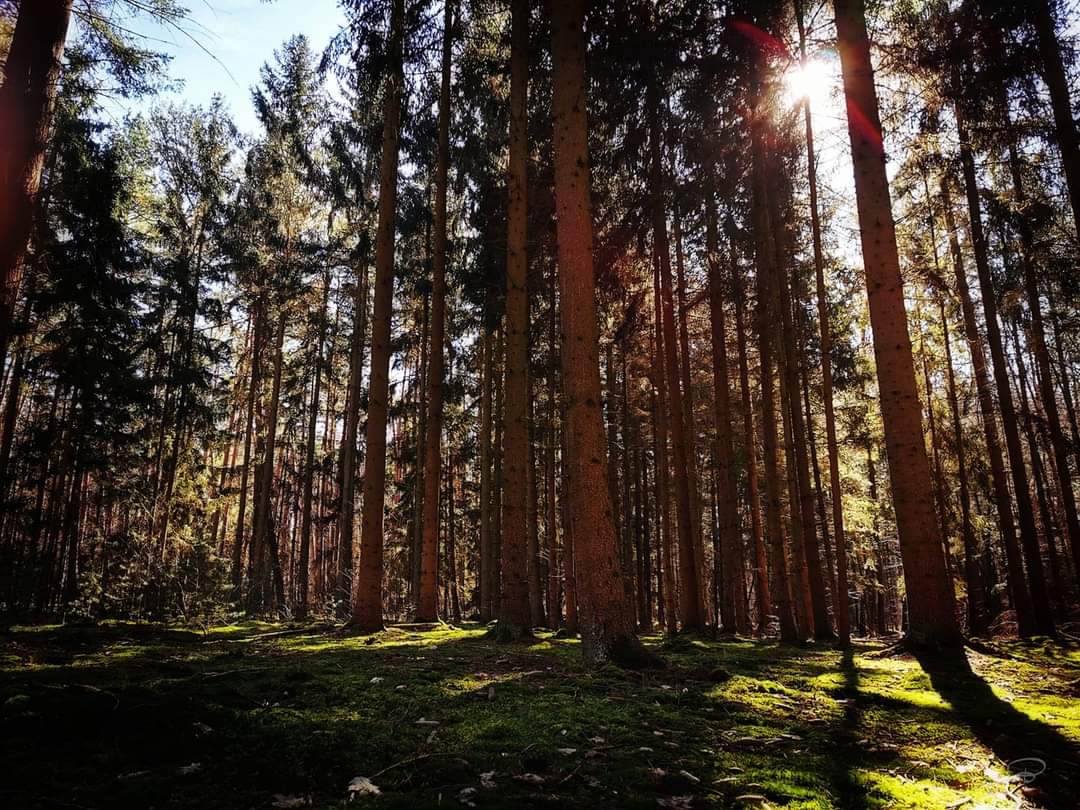 benictures's tweet photo. IN THE DEEP FORREST
#forrest #trees #peaceful #green #moss #moos #sun #sunshine #shadow #colorful #contrast #love #landscape #Landschaft #nature #beatyofnature #Photographie #photography https://t.co/PG6LG93VOQ