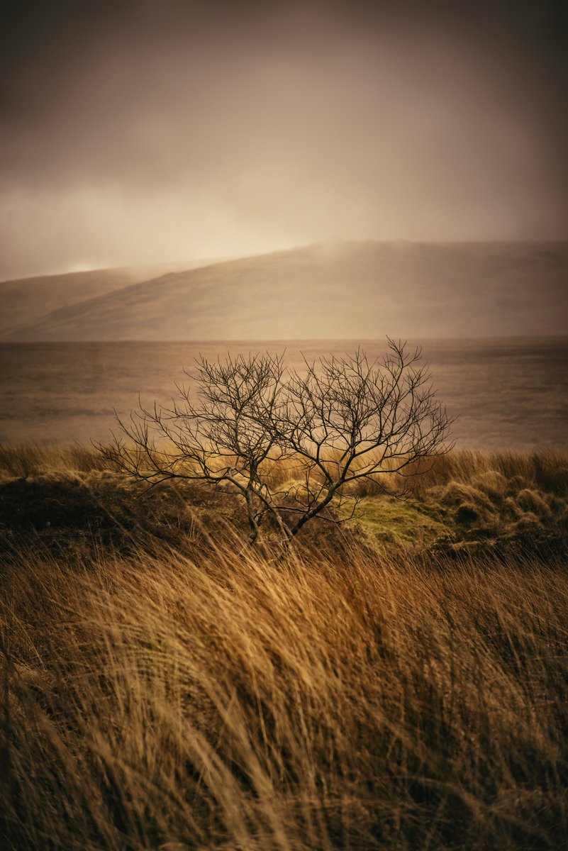 GlavindStrachan's tweet photo. #Willow at #DeadLake on #Dartmoor in the #mist the other day 😍 #DartmoorNationalPark #DartmoorNPA #DartmoorCollective #DartmoorPhotographer #DevonPhotographer #LandscapePhotography #GlavindStrachan https://t.co/otr4JfSukD