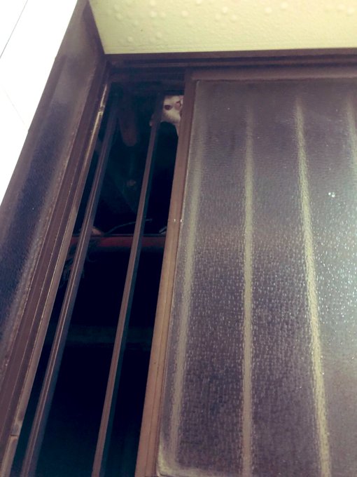 ガチで映り込んでしまったホラー画像です…白い顔が… 