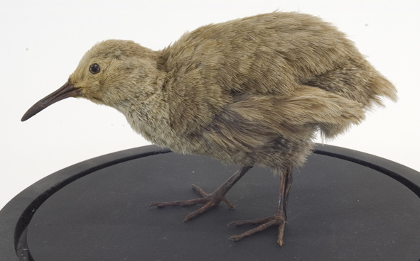 ZealandEarly's tweet photo. #ExtinctNZbirds
The Chatham Rail - Flightless bird endemic to Chatham, Mangere and Pitt Islands. Discovered in 1871, became extinct between 1896 and 1900. Extinction caused by predation (cats/rats) & habitat destruction to provide sheep pasture. Source: Wikipedia https://t.co/d8na4ElVWV
