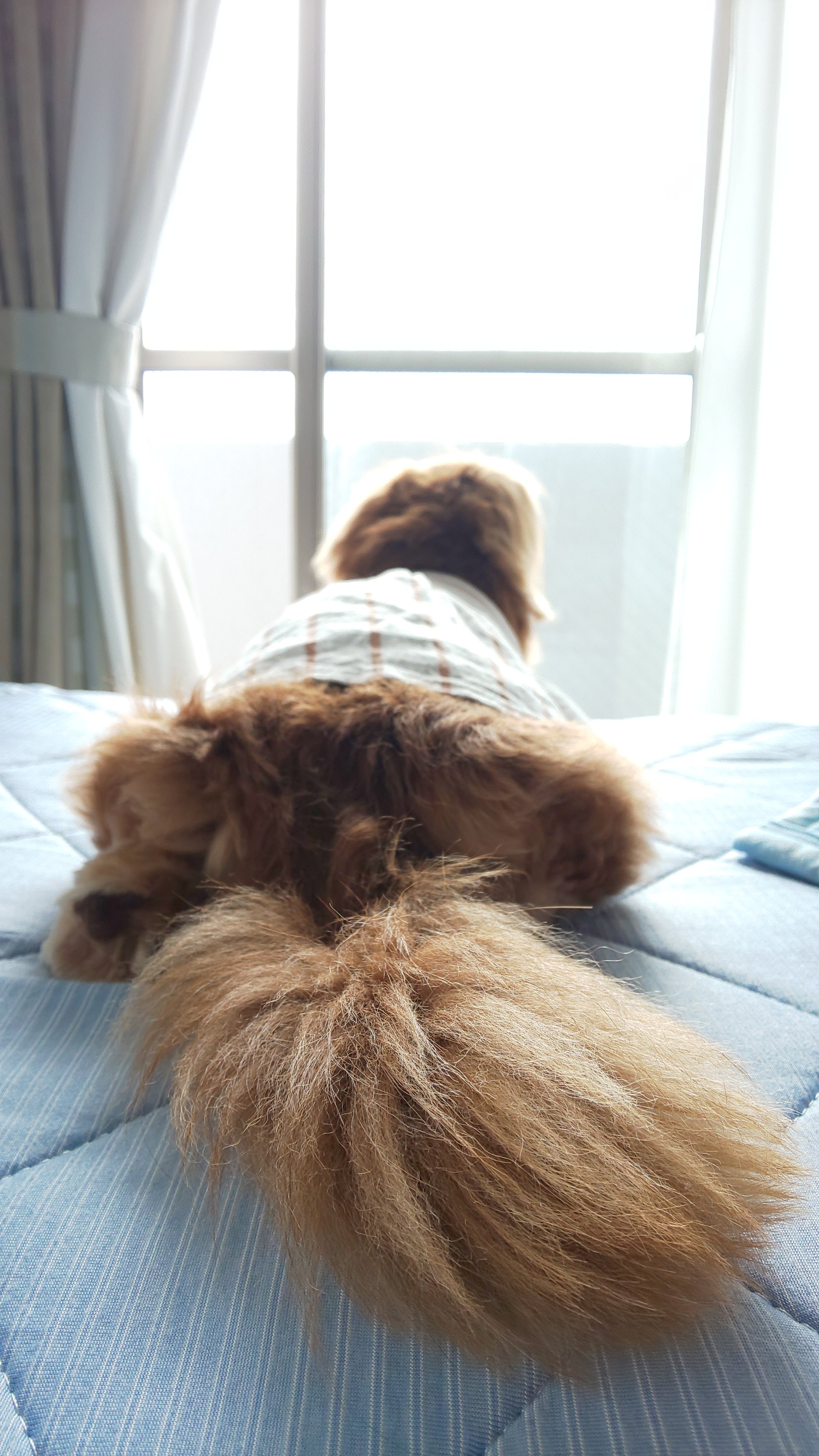 ぺんぎん Pa Twitter 姫さま トリミング 夏向けに短めにカット ブリーダーさんから サマーカットはね と言われたからほどほどにね 今月は赤いチョーカー Before After ミニチュアダックス プラムケンネル 短足犬 チョコタン