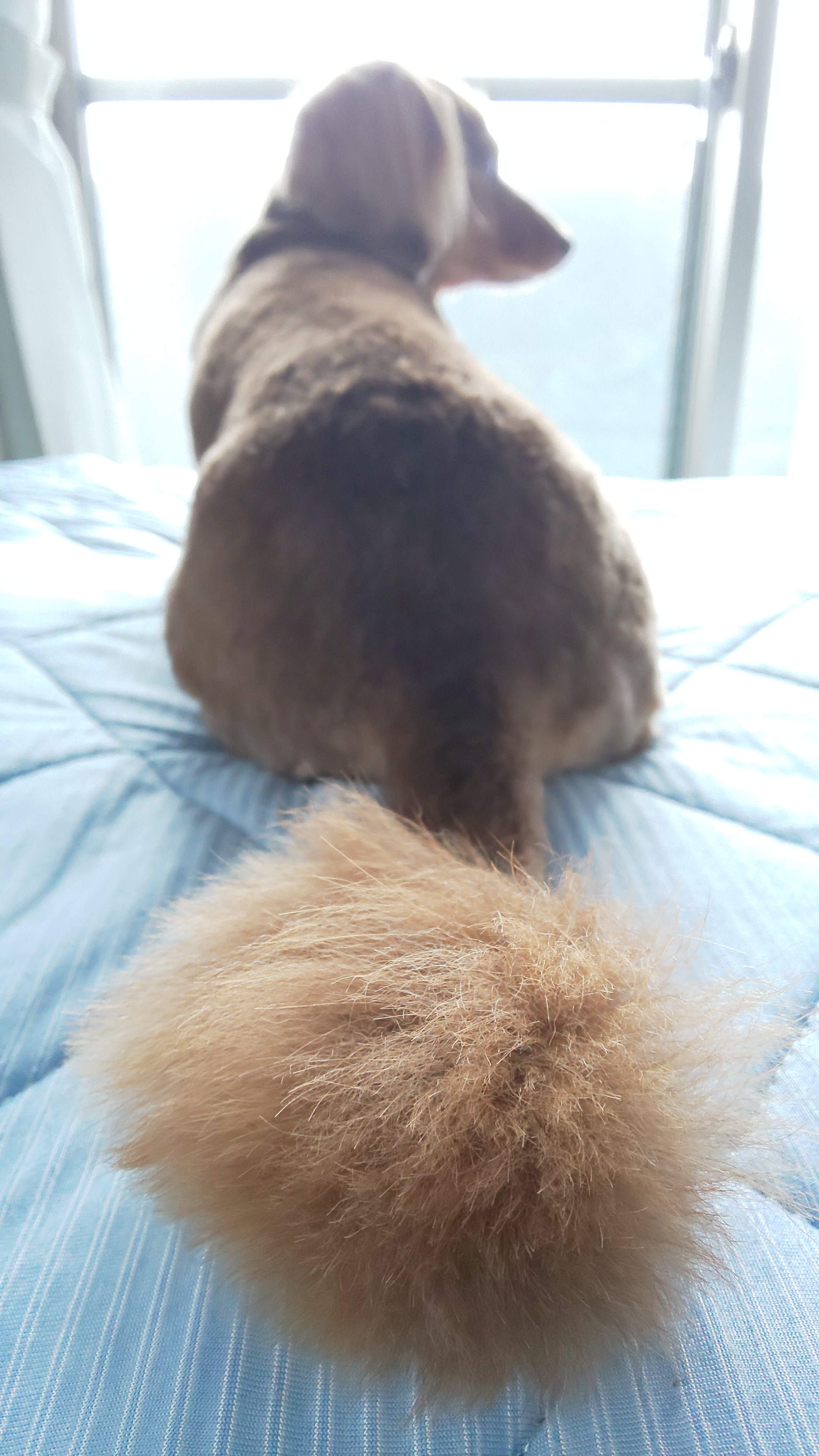 ぺんぎん Pa Twitter 姫さま トリミング 夏向けに短めにカット ブリーダーさんから サマーカットはね と言われたからほどほどにね 今月は赤いチョーカー Before After ミニチュアダックス プラムケンネル 短足犬 チョコタン