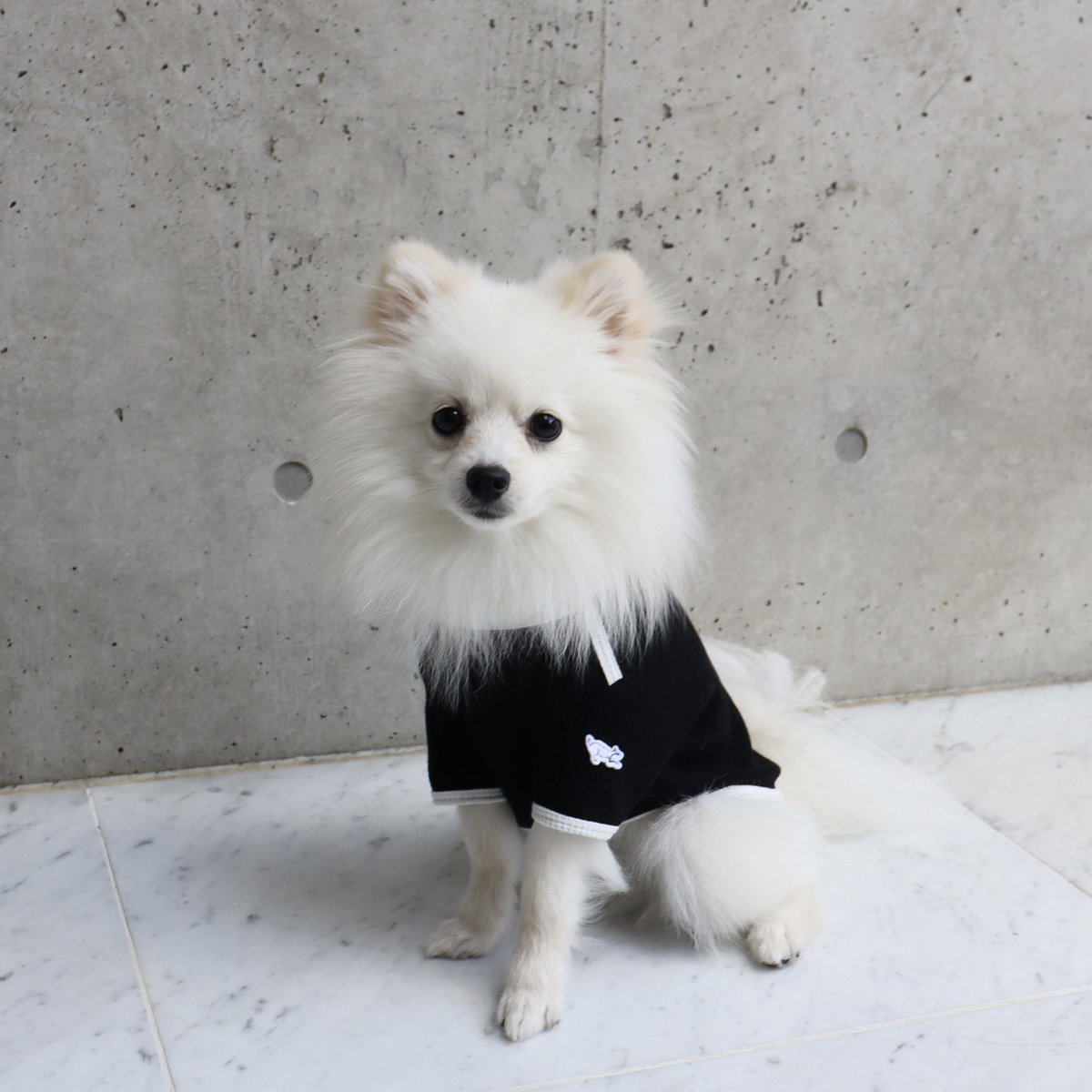 weib_dog's tweet photo. -weiβ21SS tops-
#ワッフルTシャツ
(WHT/BLK)

伸縮性
★★★

シンプルながらも特徴的なワッフルTシャツ
伸縮性の高いワッフル生地を使用し、サラッと着用出来ます
パイピングをバイカラーにし、袖にロゴのワンポイントを付けました♡

#犬 #dog #dogs #dogwear #dogstagram #dogmodel #愛犬 #犬服 https://t.co/4e1P9Yixmc