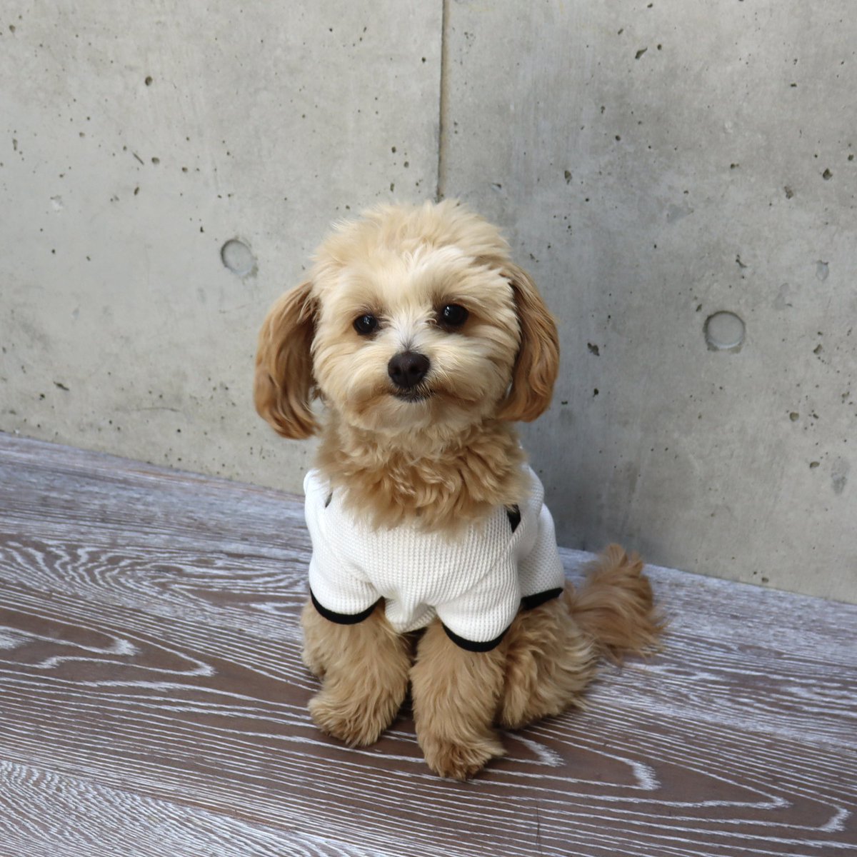 weib_dog's tweet photo. -weiβ21SS tops-
#ワッフルTシャツ
(WHT/BLK)

伸縮性
★★★

シンプルながらも特徴的なワッフルTシャツ
伸縮性の高いワッフル生地を使用し、サラッと着用出来ます
パイピングをバイカラーにし、袖にロゴのワンポイントを付けました♡

#犬 #dog #dogs #dogwear #dogstagram #dogmodel #愛犬 #犬服 https://t.co/4e1P9Yixmc