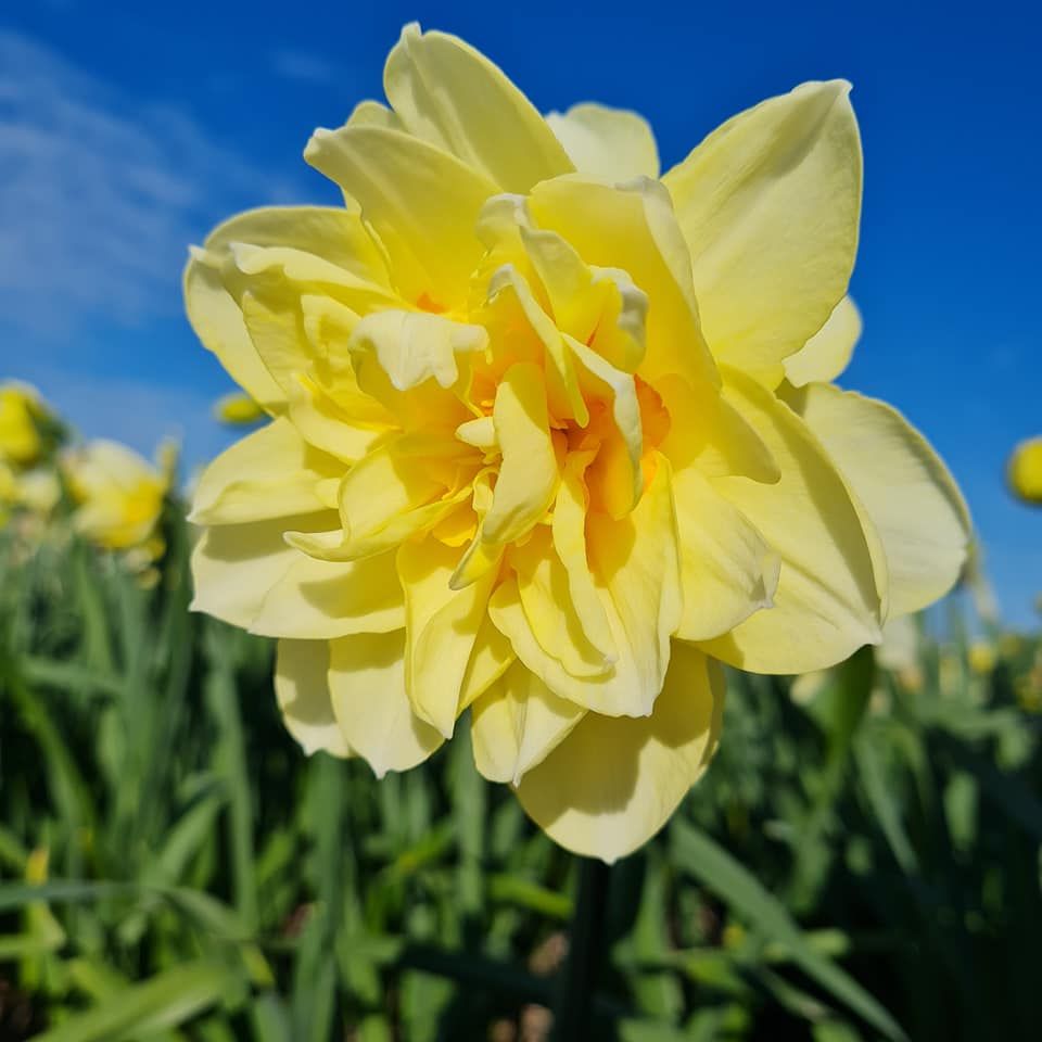 The daffodil season is over but we have lots of photos to share with you. This is double daffodil Manly! Enjoy your day! #narcissen #daffodils #flowerfields #ppennings #holland #flowerbulbs #flowerfarmer