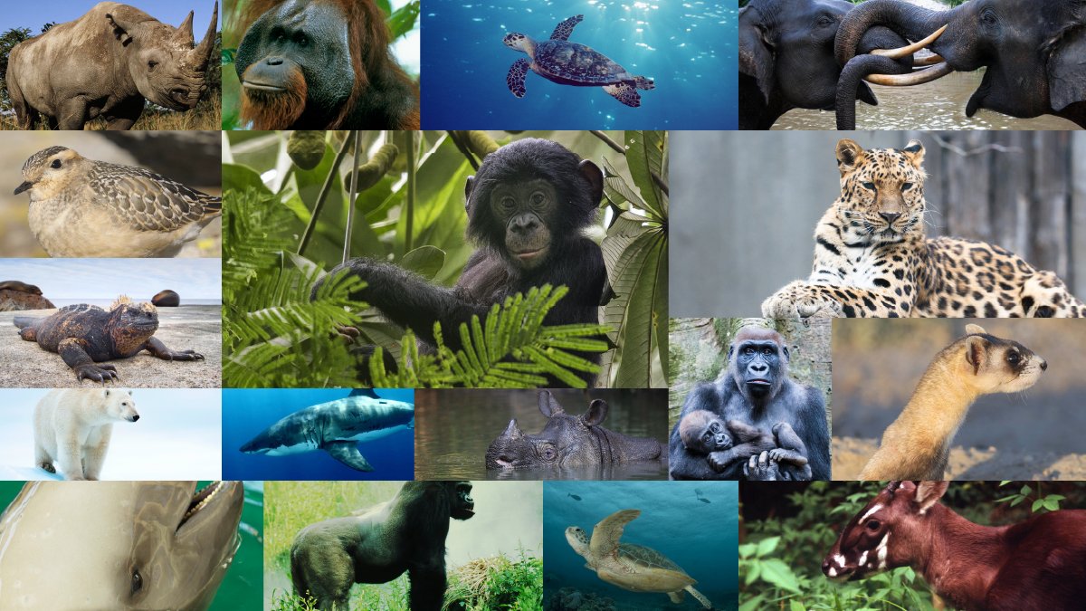 Habitat loss, invasive species, poaching, and the international pet trade have driven many species to the edge of extinction. Today, on #EndangeredSpeciesDay, take time to see how you could reverse this alarming trend and help vulnerable species find a safe place on this planet.