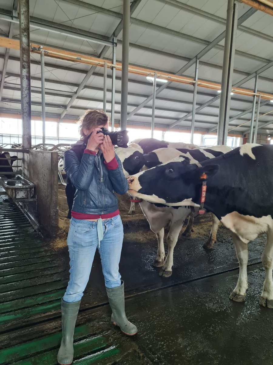 Fotograferen tussen de nieuwsgierige koeien bij Jacco Wink en Josien Bol voor Trots op de Boer magazine. 😀