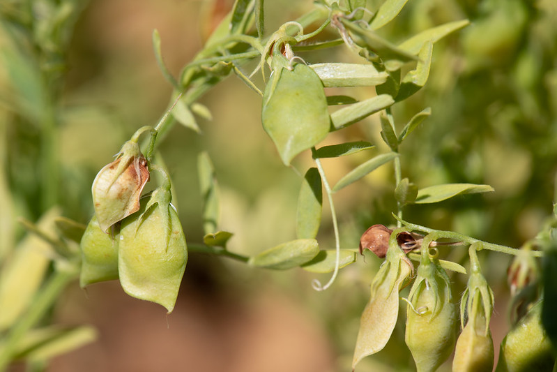 MEL_CGIAR's tweet photo. Sharing food for thought ahead of May 22 #BiodiversityDay @UNBiodiversity on the value of #genebanks and agricultural #biodiversity:
🌱'Mobilizing Crop Biodiversity' https://t.co/1K8v0qpckQ

@BiovIntCIAT_eng @ICARDA @ICRISAT @IITA_CGIAR @CIMMYT @Cipotato @AfricaRice #OneCGIAR https://t.co/x0YJ306JDV