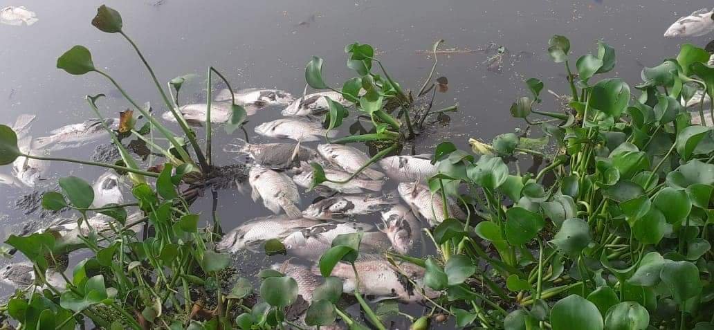 ANI's tweet photo. Karnataka: Dead fish seen floating in Mottanalluru lake in Anekal of Bengaluru, due to inflow of effluents and pesticides from surrounding industries and agricultural fields. https://t.co/Bx3tmmBUA1