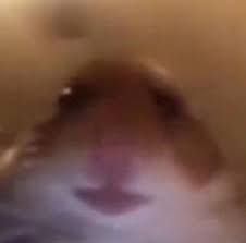 X_SUSmc's tweet image. 