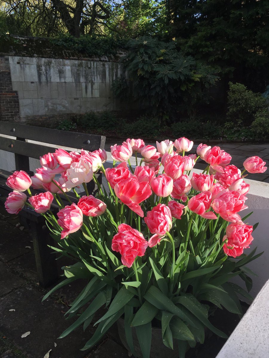 ⁦⁦⁦<a href="/christs_college/">Christ's College</a>⁩ in bloom!