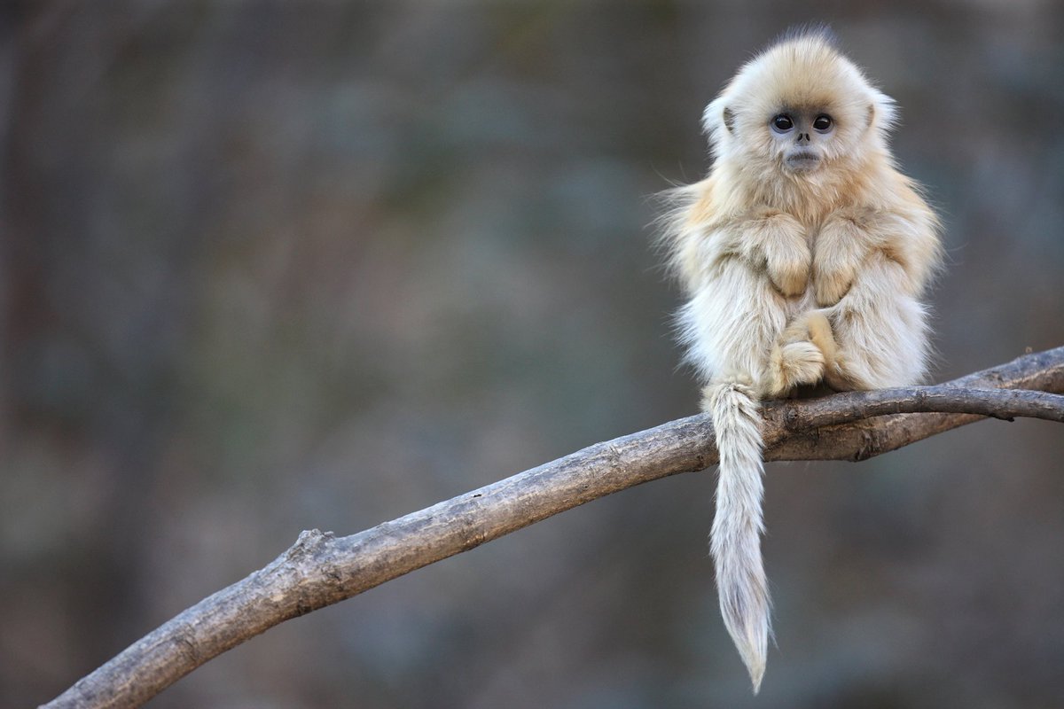 SaveMonkee's tweet photo. For primates, it is still the case that the biggest threats are deforestation, habitat fragmentation, poaching, and live trade. These are well-known threats that we’ve been addressing for years. But, some other issues are often overlooked and are of growing concern. 
#SaveMonkee https://t.co/5dcuSYLV82