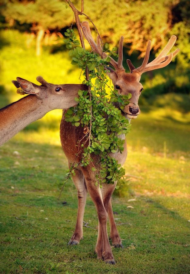 Olga49840334's tweet photo. 🌿🦌🌿🐎🌿 https://t.co/81lhnNSuE4
