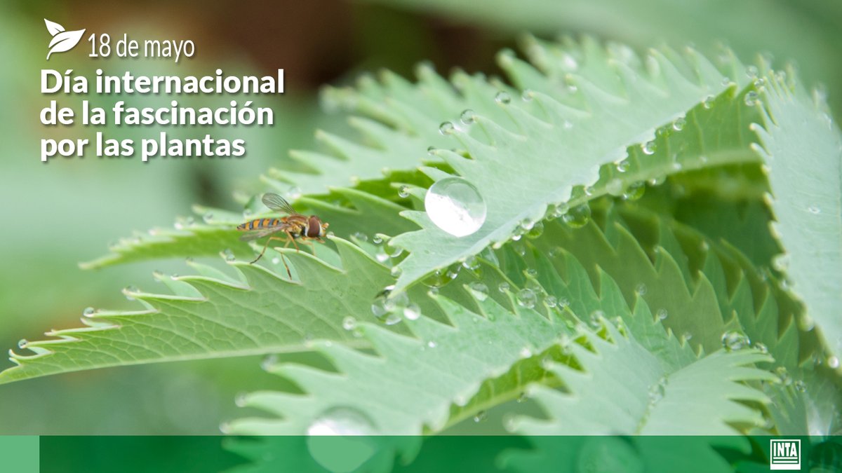 Nos fascinan por su belleza, perfumes, formas y comportamientos. 🌿 🌺
Y sobre todo, nos #fascina investigar sobre las #plantas porque tienen una importancia crí­tica para la sociedad, el medio ambiente y la economí­a.

#DíadelaFascinaciónporlasPlantas