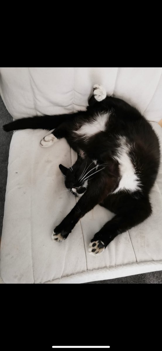 GamGam360's tweet photo. I wish I was a cat #catsoftwitter #imisssleep https://t.co/ehwYZ3SSDO