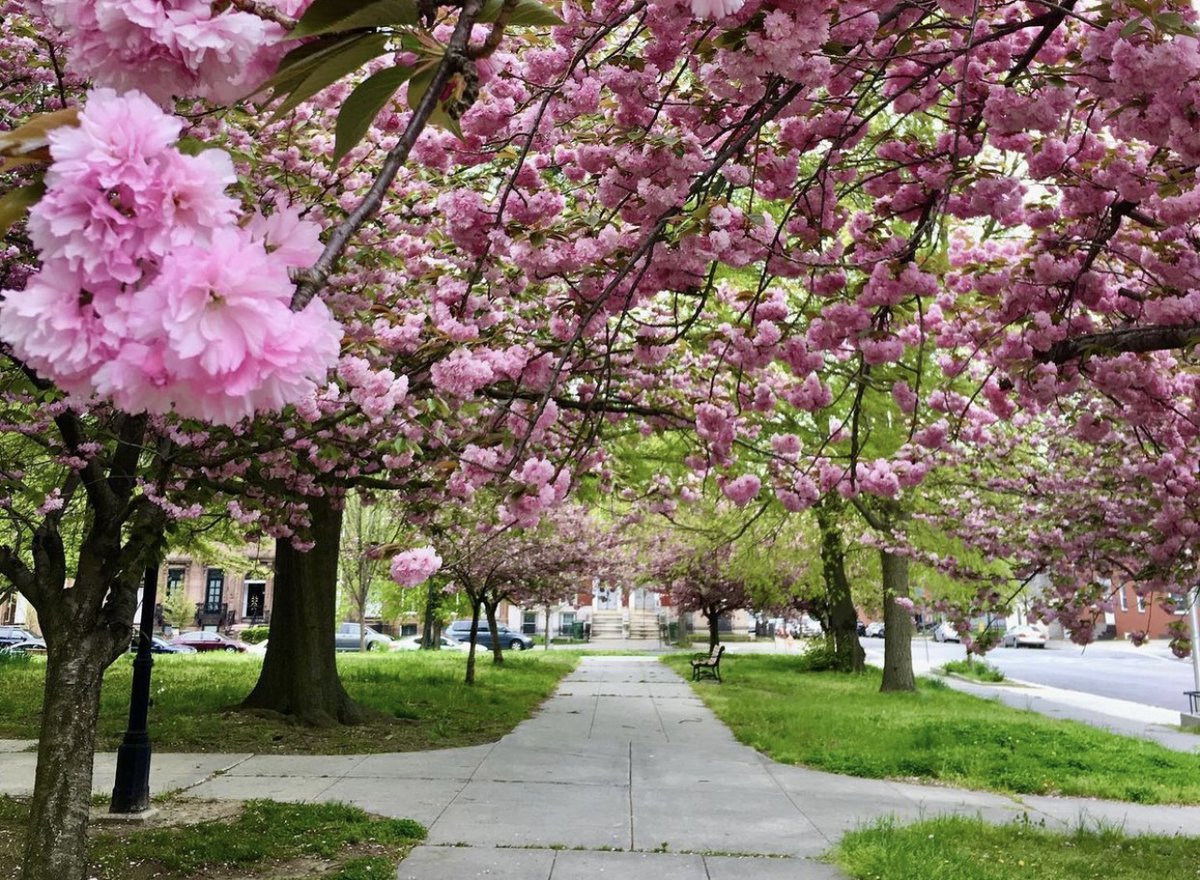Everything is in bloom in #FranklinSquare. Photo credit to #discoversowebo.