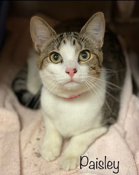 sachikoko's tweet photo. 💖SWEET 1.5YO #TABBY & WHITE KITTY "PAISLEY"💖
📣NEEDS #ADOPTION OR #RESCUE
➡ID 629062 Cage 648 https://t.co/T6mmS3gPEJ
🙏🏾#ADOPT #PLEDGE #SAVEALIFE #AdoptDontShop
#MARIETTA #GA @cobbkitties #CAT #AdoptMe
#AdoptAShelterCat #CatsofTwitter #RescueMe https://t.co/cix4kpfWji