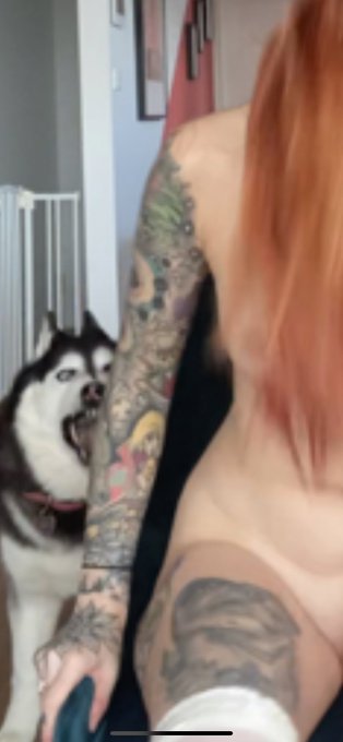 Me: *doing a strip dance for of* My dog: REPENT YOU WHORE https://t.co/Gq4S5aIewe