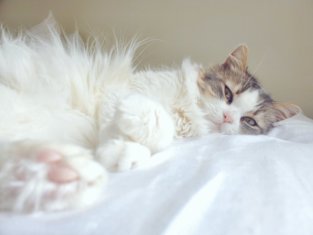 MteaFloof's tweet photo. @Mickeythecat7 My love to Mickey's family and friends in this sad 😿 time.
#byemickey #CatsOfTwitter https://t.co/PC9y38wedJ