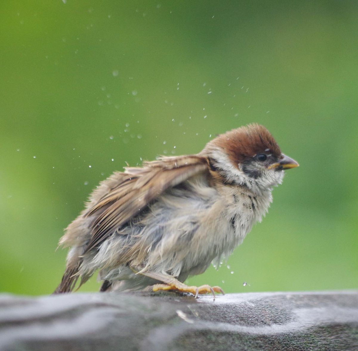 中野さとる V Twitter 雨の日スーさん詰め合わせ ちょっと横失礼チュン 子チュン 父チュン冷たいぞ 冒険好きな子チュン 飛んで対岸に行けたよ エイハブさん チュンめたい 雀 スズメ すずめ Sparrow 鳥 小鳥 野鳥 Bird