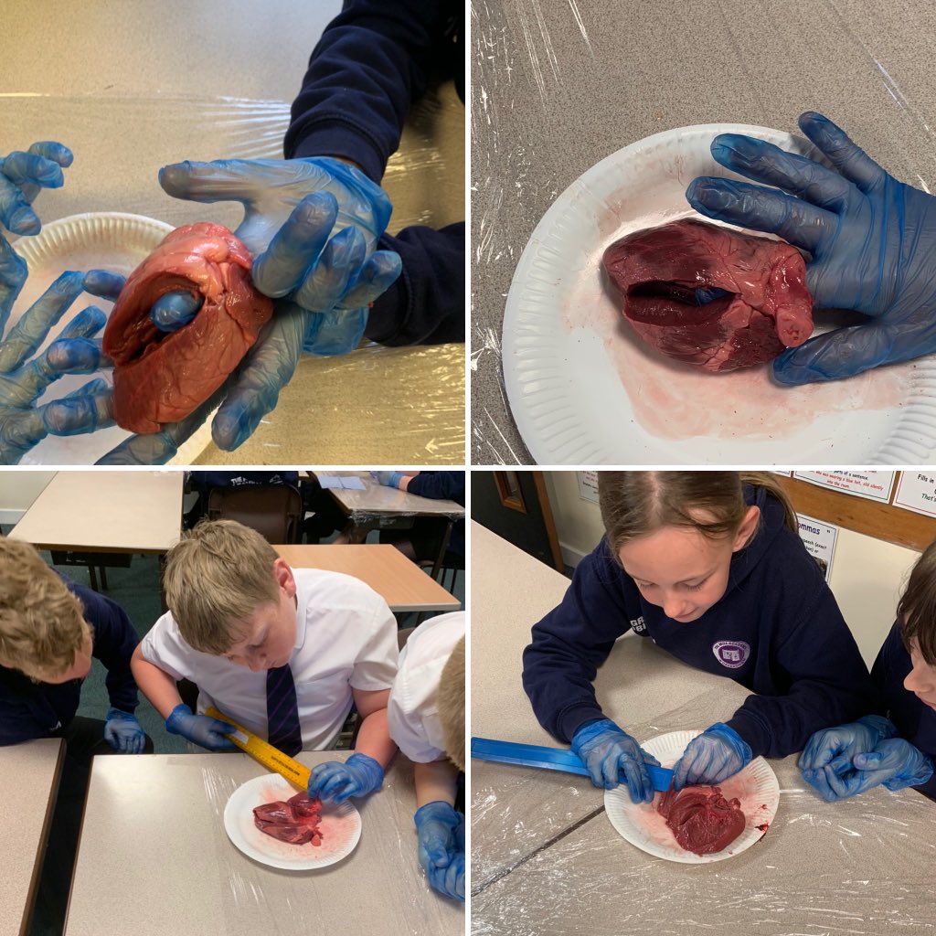 class6_mill's tweet image. Then we were able to measure the thickness of the heart walls and determine why the left ventricle is larger and thicker than the right 🔬🔍 #TheMillScience