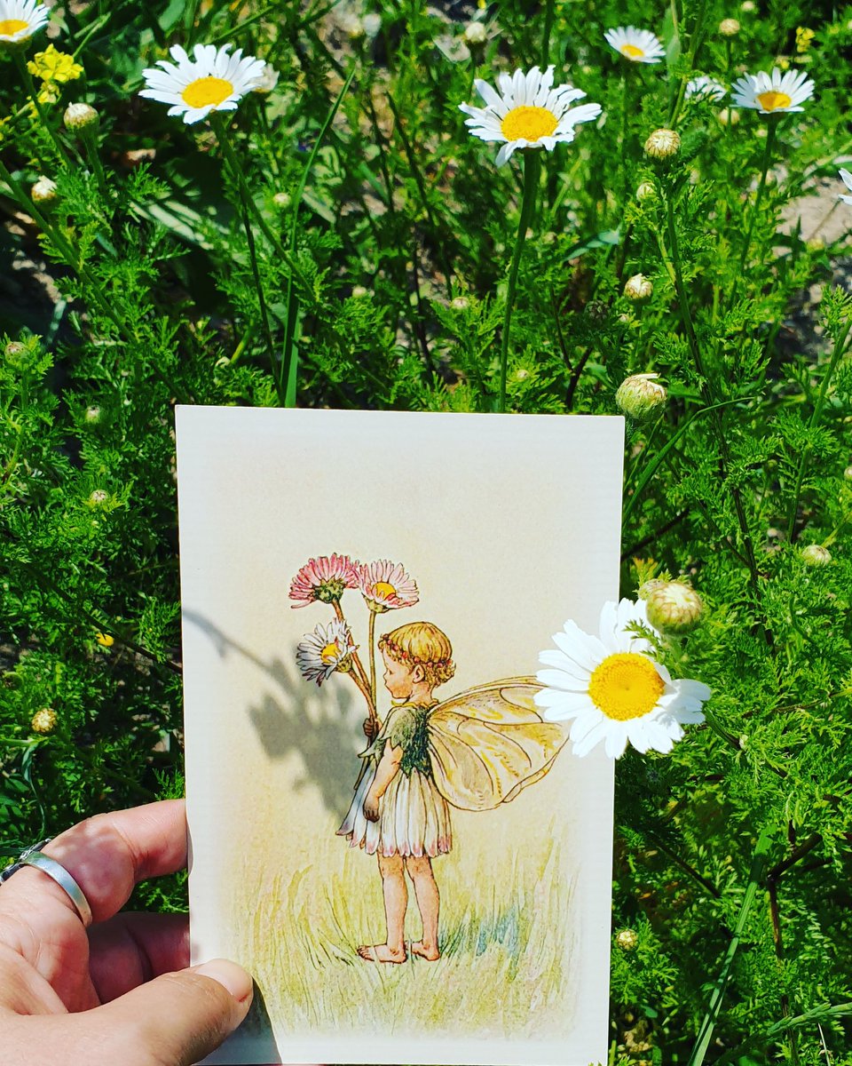 hatcakap's tweet photo. Bu da papatya perisi #daisyfairy #flowerFairies #CicelyMaryBarker #hergüne1peri https://t.co/unkzxiAtnq