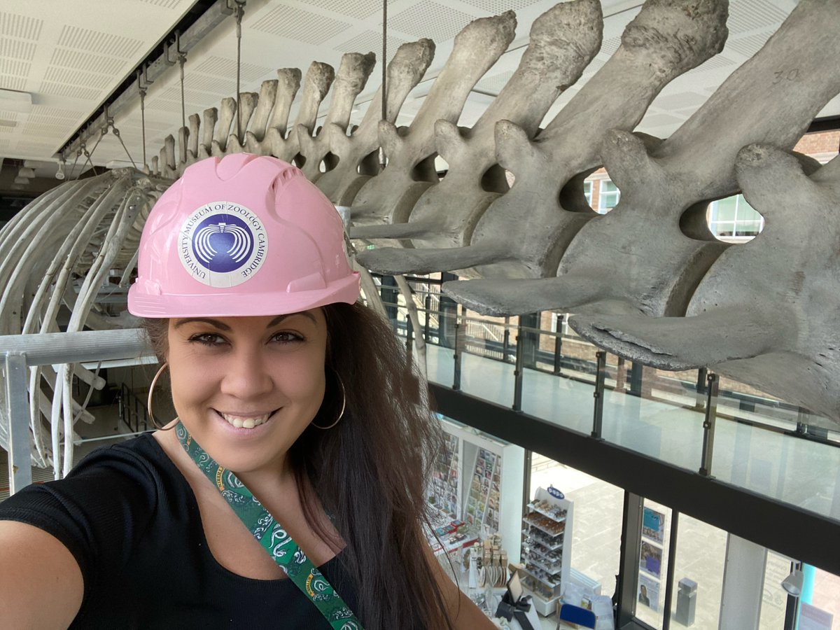 Over 150 yrs ago you needed a sixpence to see our fin whale. From this Thurs you have the chance to see this Cambridge icon free of charge 🐳  We reopen Thurs 20 May - tickets available for Thurs &amp; Fri (only a few Saturday tickets left now) #BackToMuseums  museum.zoo.cam.ac.uk/visit-us