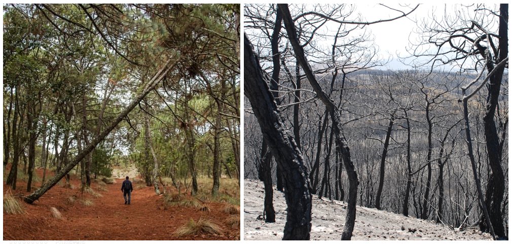 AnilloPrimavera's tweet photo. Análisis de severidad en el bosque La Primavera mostrados por las autoridades, nos presentan una fotografía parcial de la situación. El resultado ha sido en general baja severidad, sin embargo, si se considera la recurrencia de los incendios, el escenario es muy diferente Hilo. https://t.co/i8PQYT7LiA