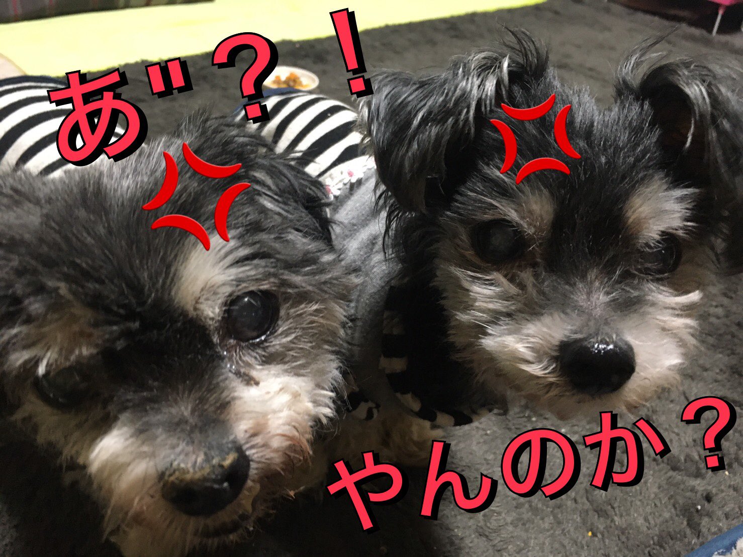チック Twitter Search Twitter
