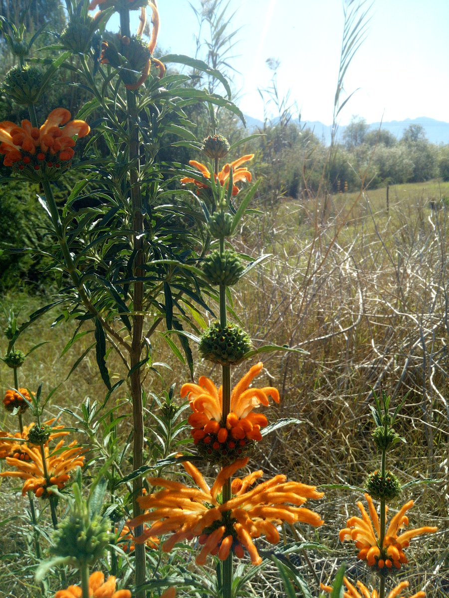 FynbosPhil's tweet photo. Sun's out, sunbird food ready!
Only active rehabilitation can bring critical nectar feeding pollinators back to a site cleared of #invasives within 1 year! 
#biodiversity @WCGovEADP @SER_BYU @WesternCapeGov #DirPCM #restoration #ecologicalinfrastructure https://t.co/Jq8upiKSVS