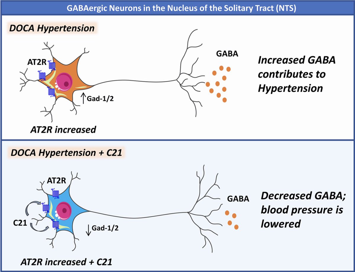 CVR_TomaszGuzik's tweet photo. New #CardiovascularResearch study reveals novel #hindbrain circuits maintaining arterial #BloodPressure &amp; unveils a specific population of #angiotensin type-2 receptors that can be targeted to alleviate #hypertension
More here: https://t.co/1lWGYQKXCY
#WHD #WorldHypertensionDay https://t.co/qV2XR8hSrN
