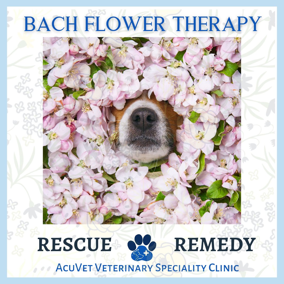AcuVetIndia's tweet photo. Rescue remedy is one of the amazing combinations of #BachFlowerTherapy which helps our #pets in a number of situations

#bachflowers #holisticvet #holistichealth #holistichealing #holisticliving #mumbai #CycloneTauktae #TauktaeCyclone #taukate https://t.co/GaKYUGE2gS