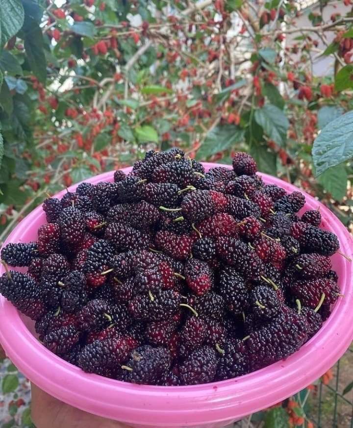 drsurendrpathak's tweet photo. Do you know this is very sweet and tasty.... https://t.co/Uhktj3zVEm