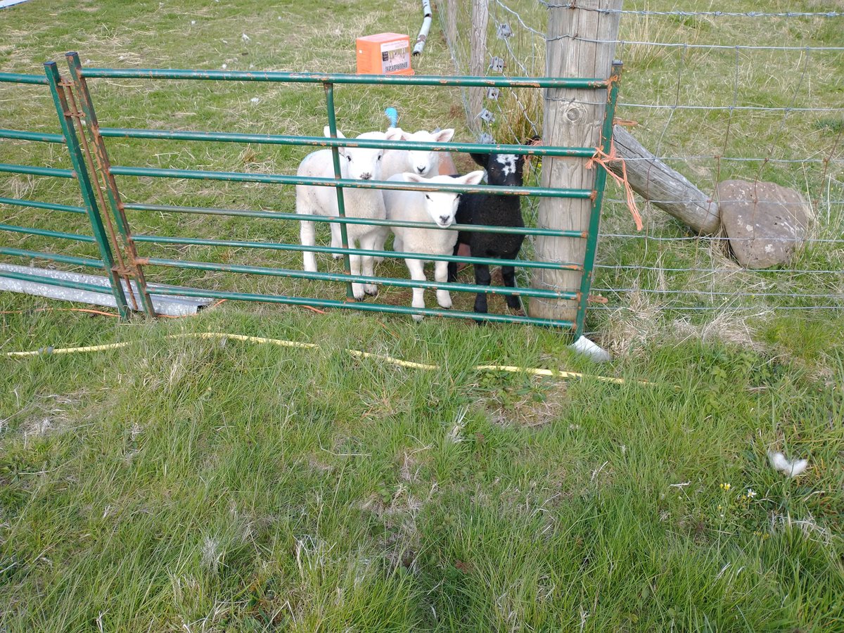 BlueberryShed's tweet photo. Oh no, my first guests of the season (from Glasgow) have had to cancel their stay next week due to Covid restrictions 😟I'd cut the grass, painted a new sign &amp; the lambs next door were waiting, such a shame. Guess they've cancelled @acetargetsports &amp; #southskyekayaking too https://t.co/JEy3cy2tqU
