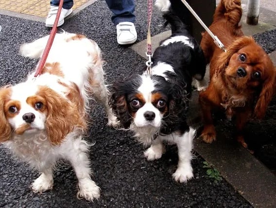 Good morning to these 3 specifically 🐶🐶🐶
