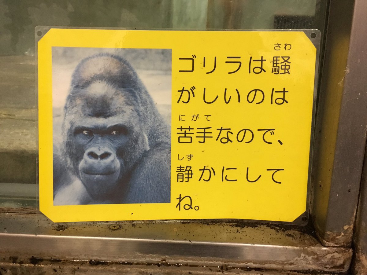 ゴリラは騒がしいのは苦手なので、静かにしてね。