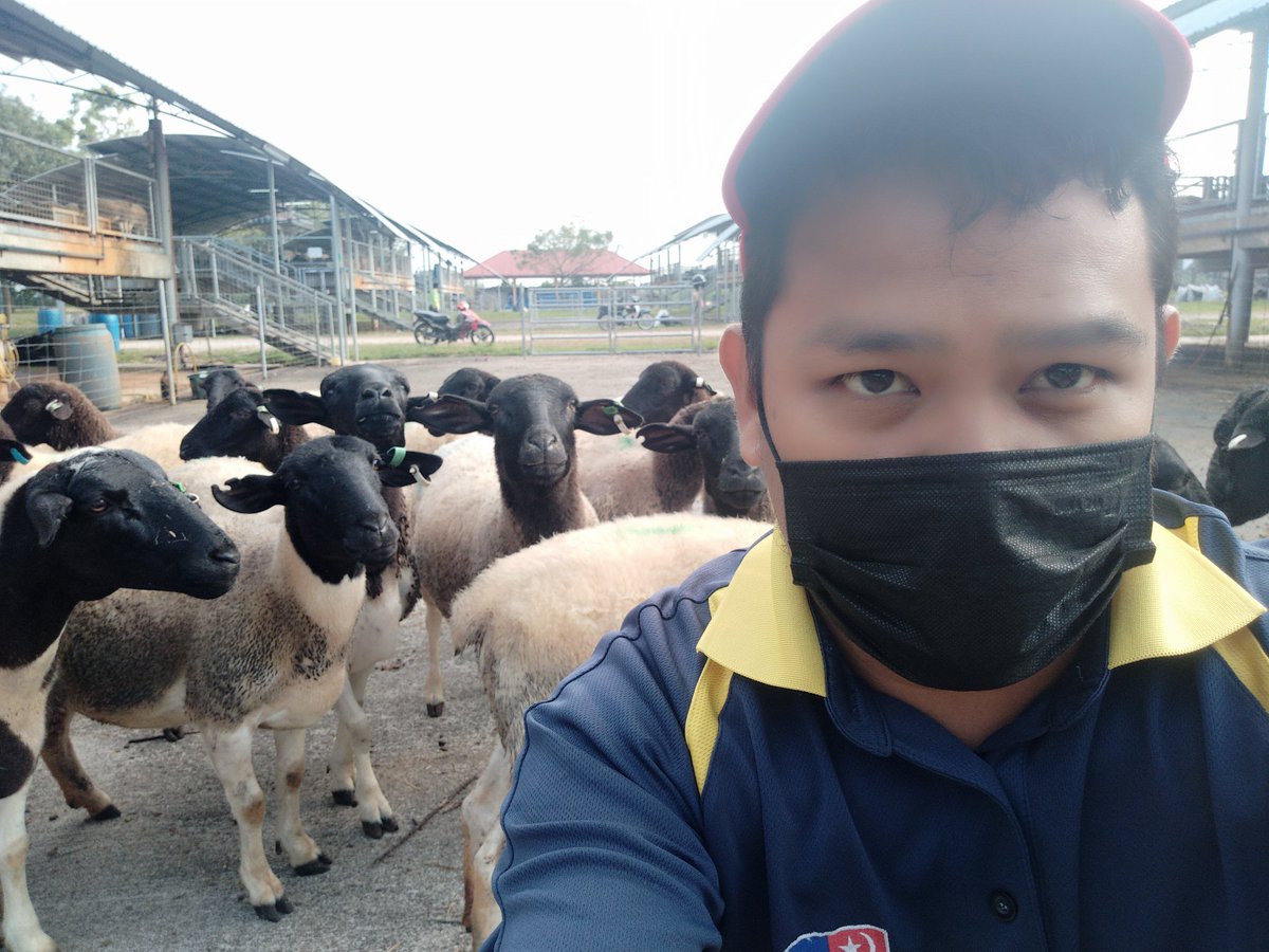 zhariframli's tweet image. Aku tgok biri-biri kalau tak buka gate kandang,diorg tak berebut2 nak keluar...sekali buka,dia punya gelabah nak keluar tu sampai menolak2,panjat memanjat sbb gate tu kecil,muat untuk sekor dlm satu masa..

Macamtu jugak aku perhati mcmana kerajaan jaga rakyat Malaysia.#PKP3