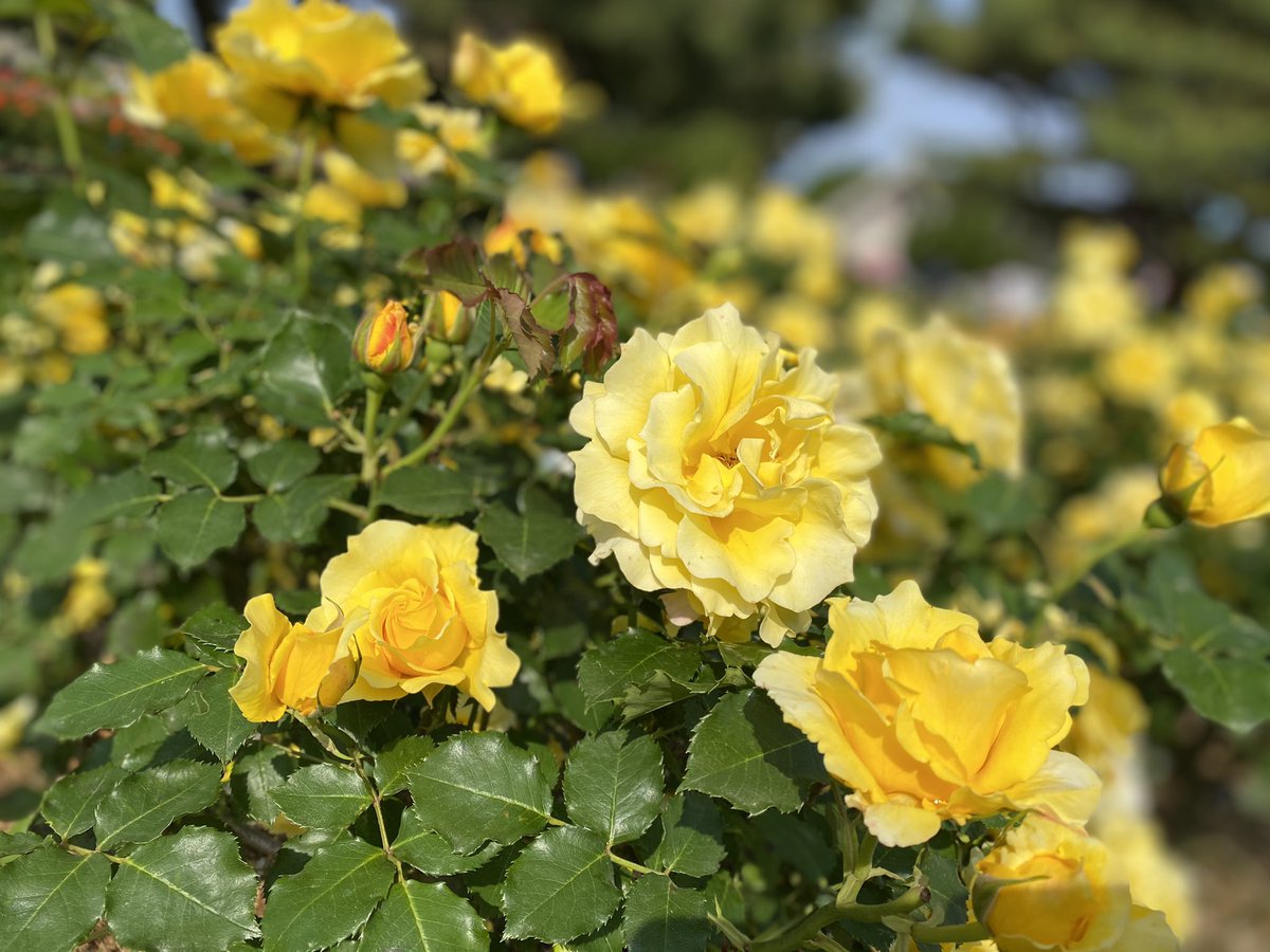お久しぶりです。
見ている方が居るか分かりませんが…！

現在HSP治療中です。
遊んでいるように見えてしまっていたらすみません。

対価を返さなくてはいけない、
そもそも自分は可愛くも細くもない。

そんな思考を繰り返している毎日です☺️

頑張りますね。