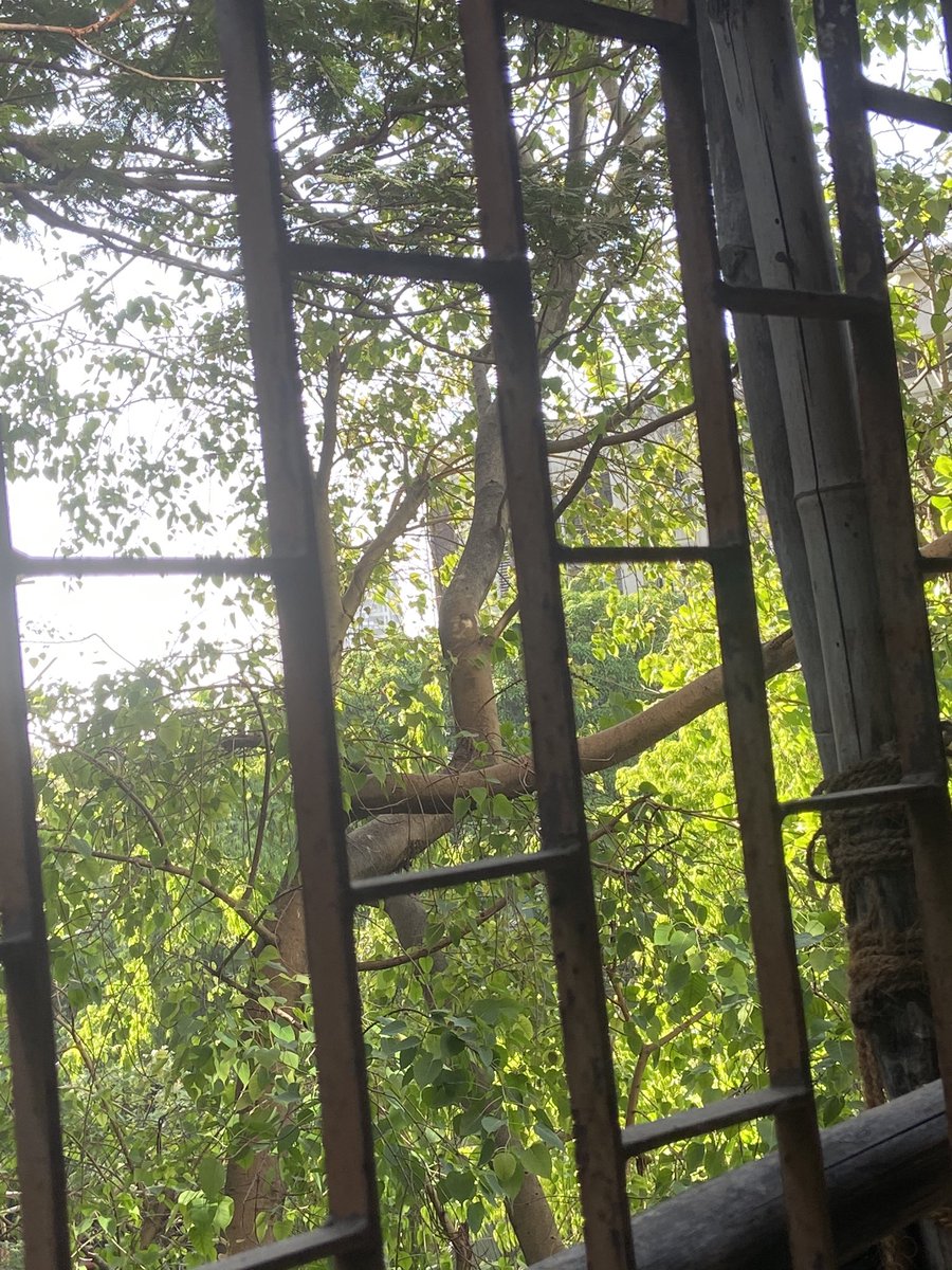 onlyvimal19's tweet photo. 3 good friends Peepal,Gulmohar &amp; Badam trees ... were struck down by high winds &amp; rain this evening, leaving a gaping hole in our hearts &amp; view. Like benevolent gods,they went down together, not a scratch on property or person.Thank you for your Contribution &amp; Generosity. Alvida! https://t.co/7V3Y9yGXyg