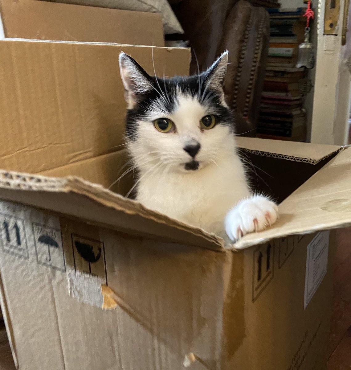The Postmodern Cat tweet media