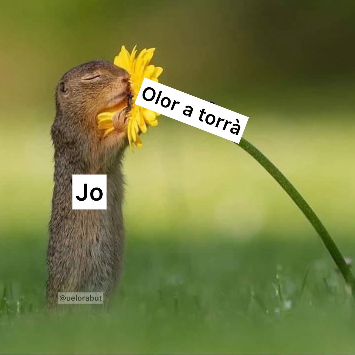 uelorabut's tweet image. Que bo!