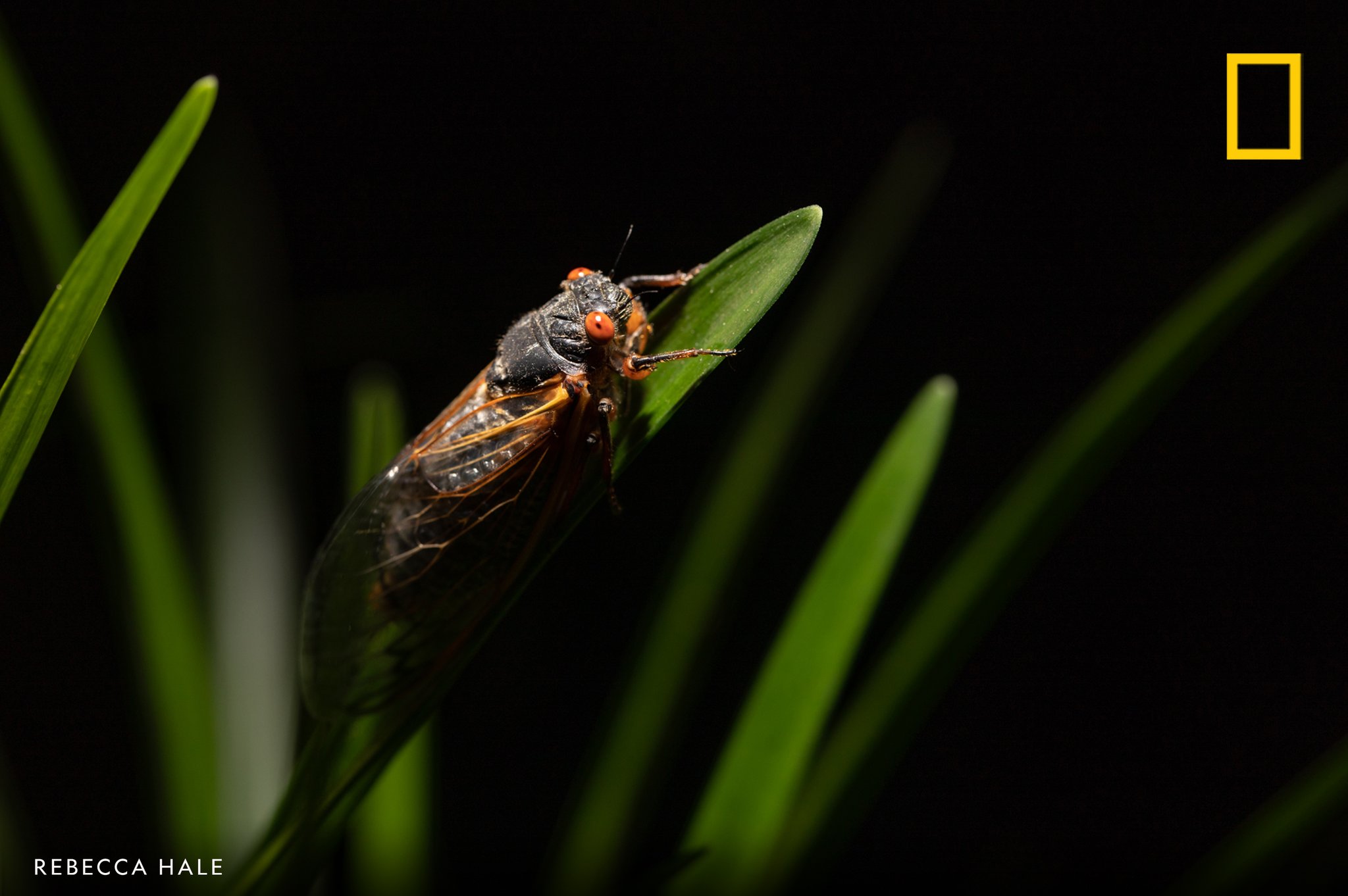 National Geographic on Twitter: