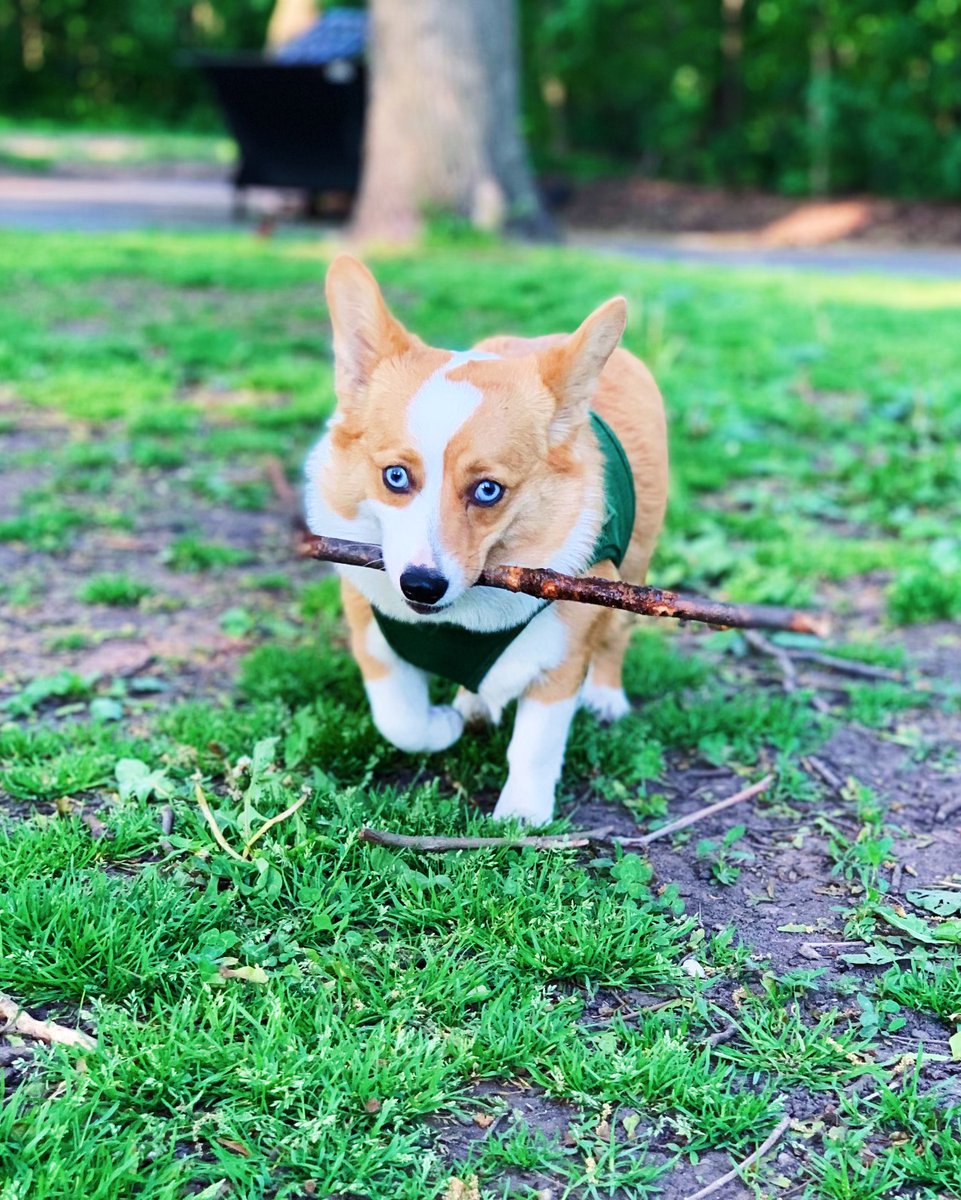 Thank you to my uncles Joe and Connor for spoiling me this weekend 🐾 🐶

#gnocchitheauggie #auggie
